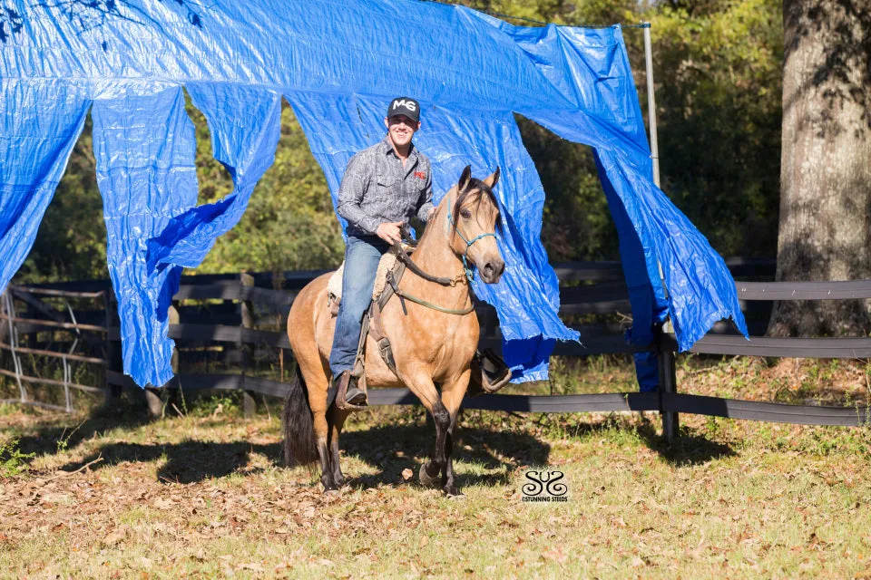 Buy One Get One FREE - $3,000 Horse Training Months